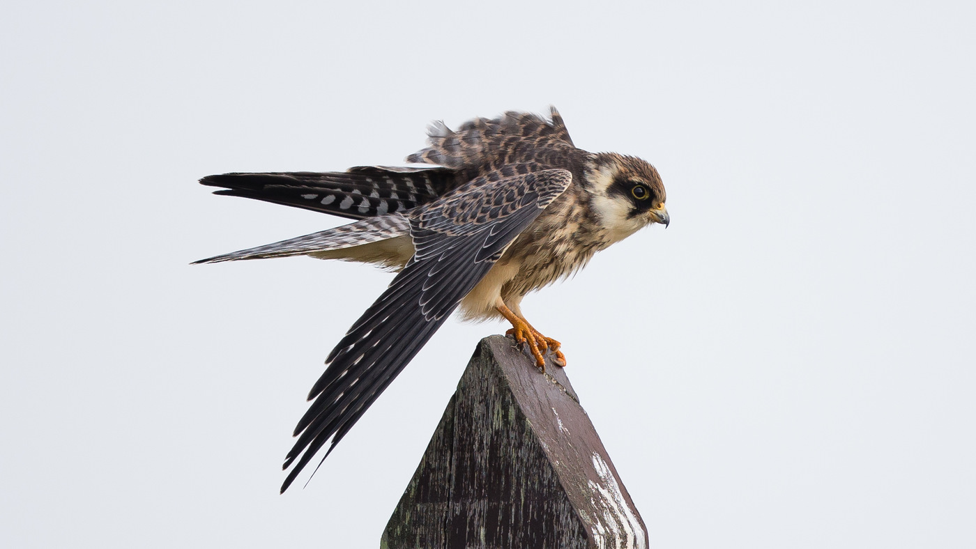 Roodpootvalk (Falco vespertinus) - Foto gemaakt op Texel