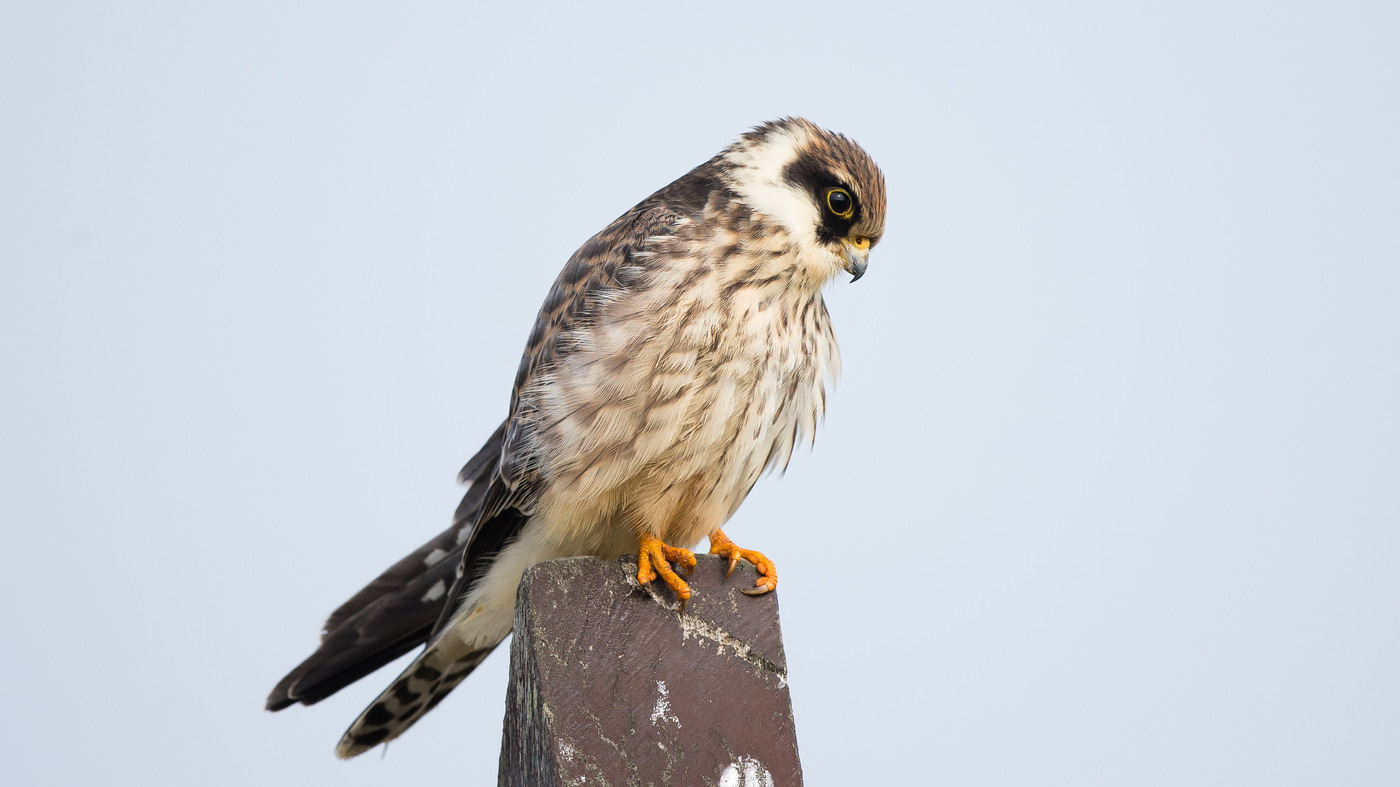 Roodpootvalk (Falco vespertinus) - Foto gemaakt op Texel