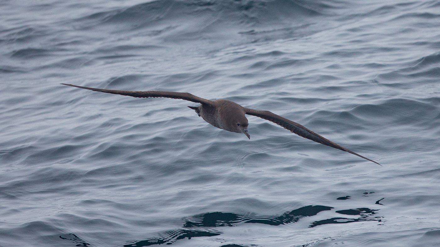 Grauwe Pijlstormvogel (Puffinus griseus) - Foto gemaakt op de Noordzee