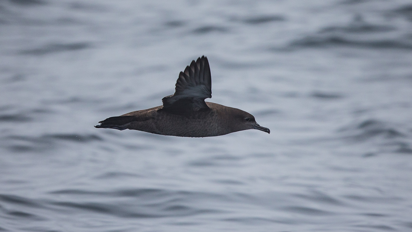 Sooty Shearwater (Puffinus griseus) - Picture made at the North Sea