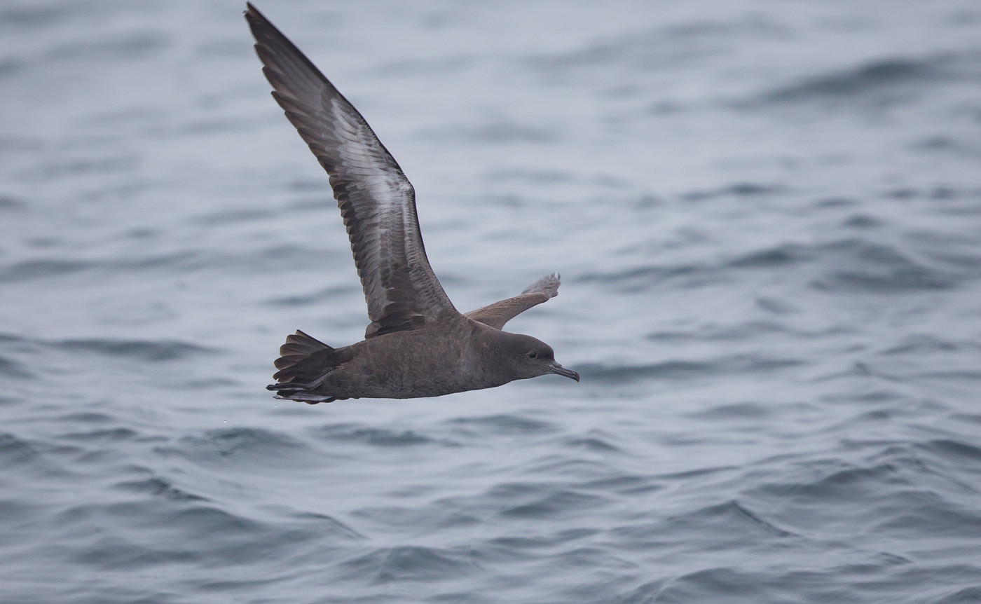 Sooty Shearwater (Puffinus griseus) - Picture made at the North Sea