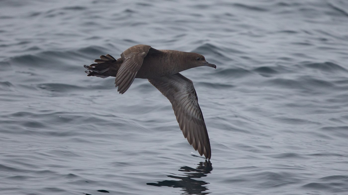 Grauwe Pijlstormvogel (Puffinus griseus) - Foto gemaakt op de Noordzee