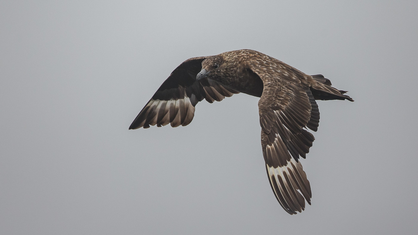 Grote Jager (Stercorarius skua) - Foto gemaakt op de Noordzee