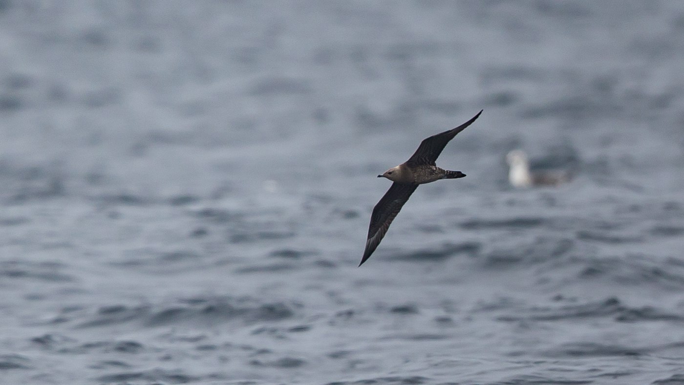 Long-tailed Jaeger (Stercorarius longicaudus) - Picture made at the North Sea