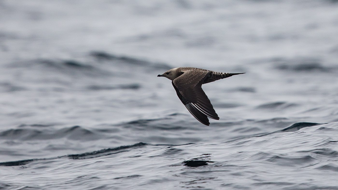 Long-tailed Jaeger (Stercorarius longicaudus) - Picture made at the North Sea