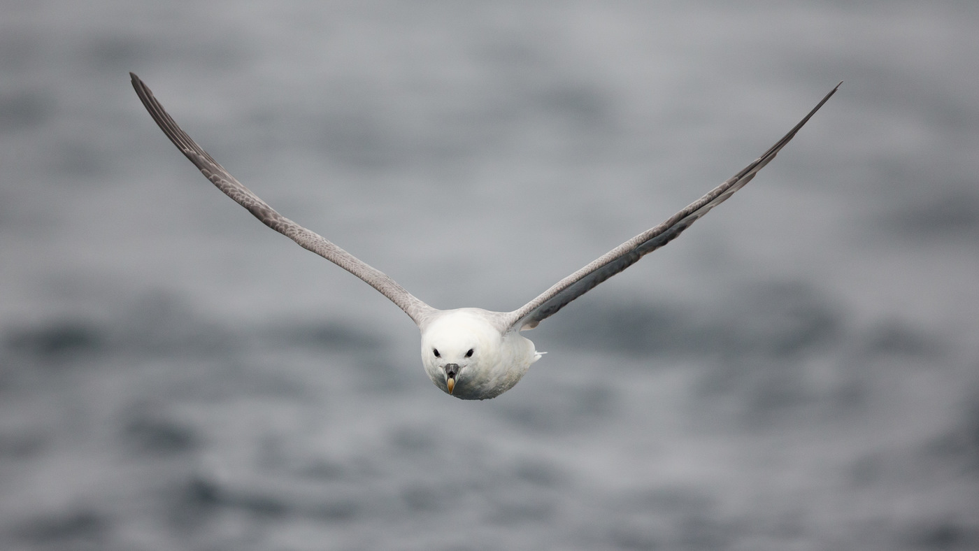 Noordse Stormvogel (Fulmarus glacialis) - Foto gemaakt op de Noordzee