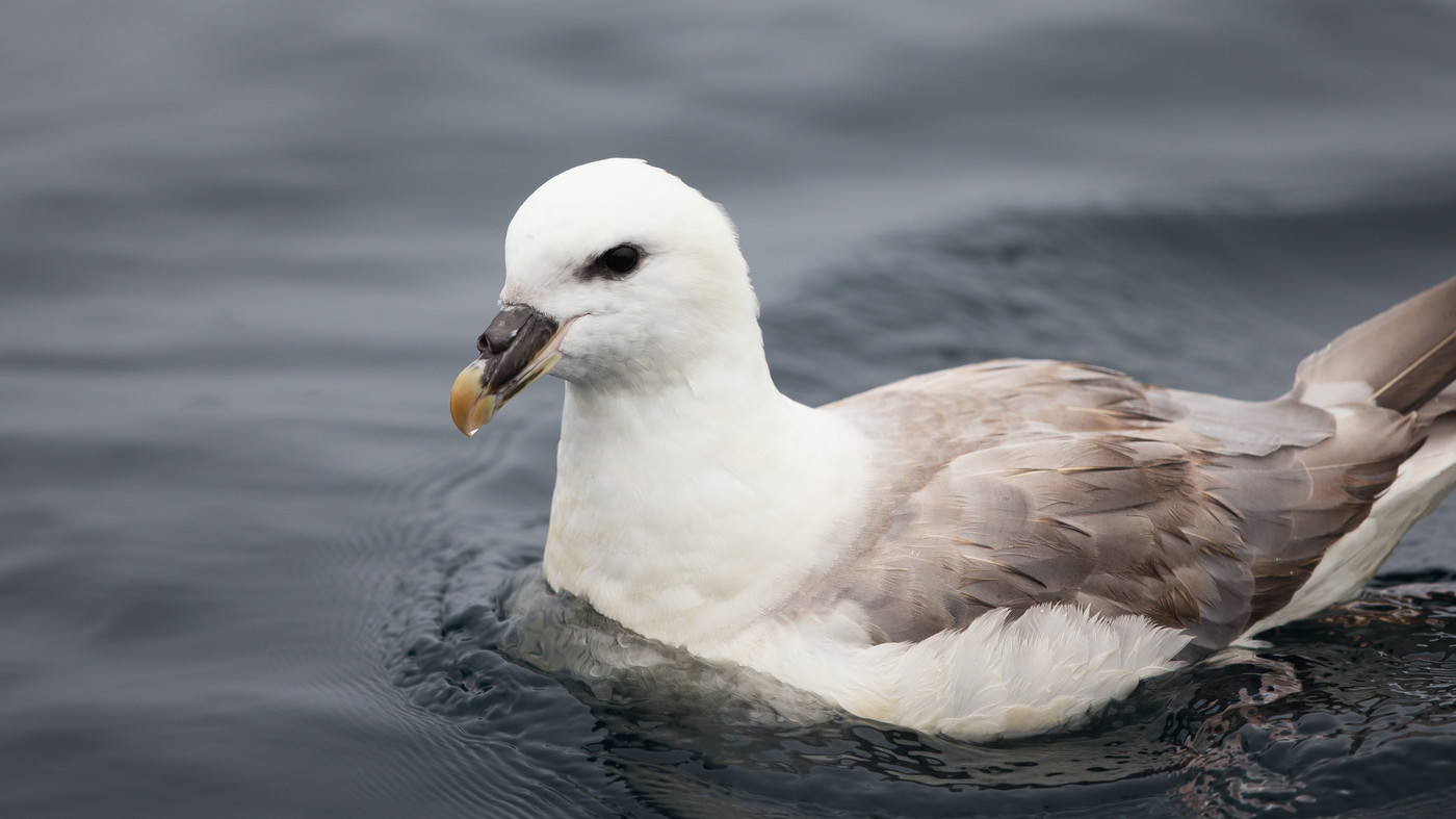 Northern Fulmar (Fulmarus glacialis) - Picture made at the Northsea