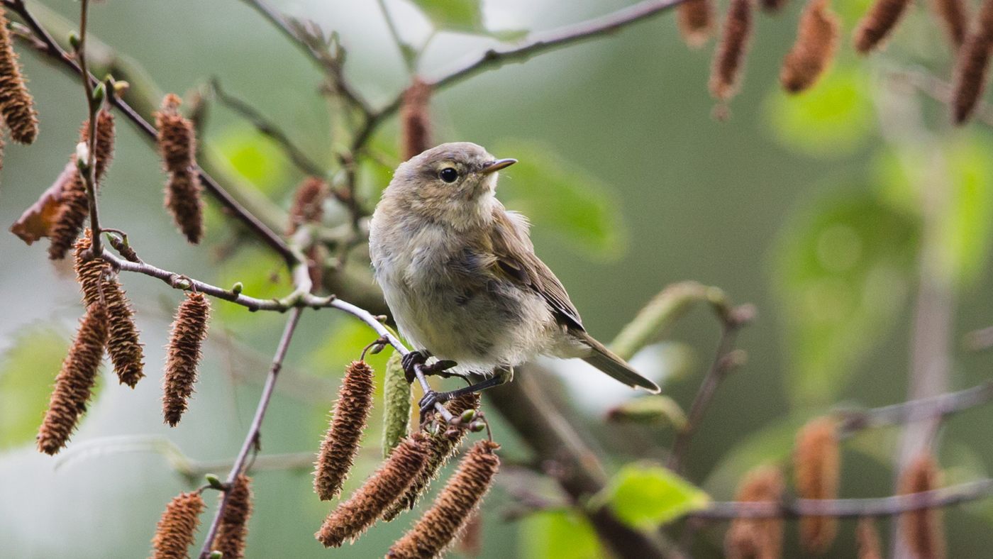 Common Chiffchaff (Phylloscopus collybita) - Picture made at the island of Vlieland