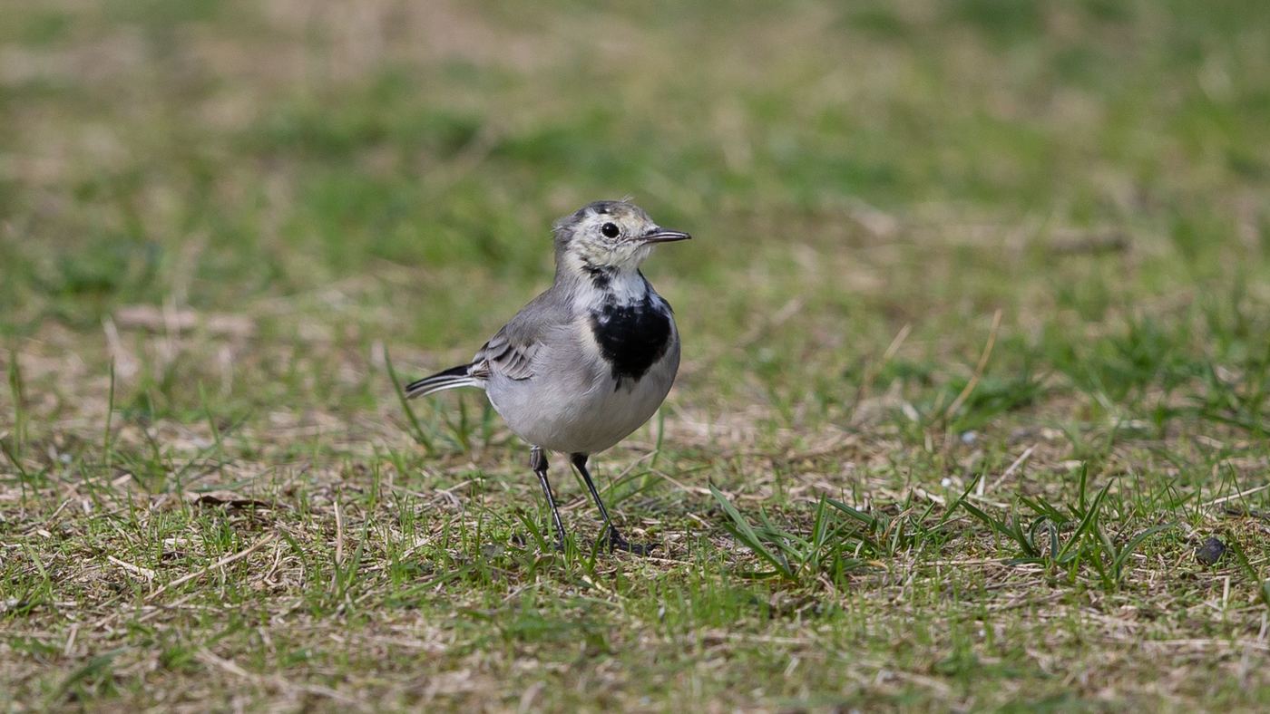 White Wagtail (Motacilla alba) - Picture made at the island of Vlieland