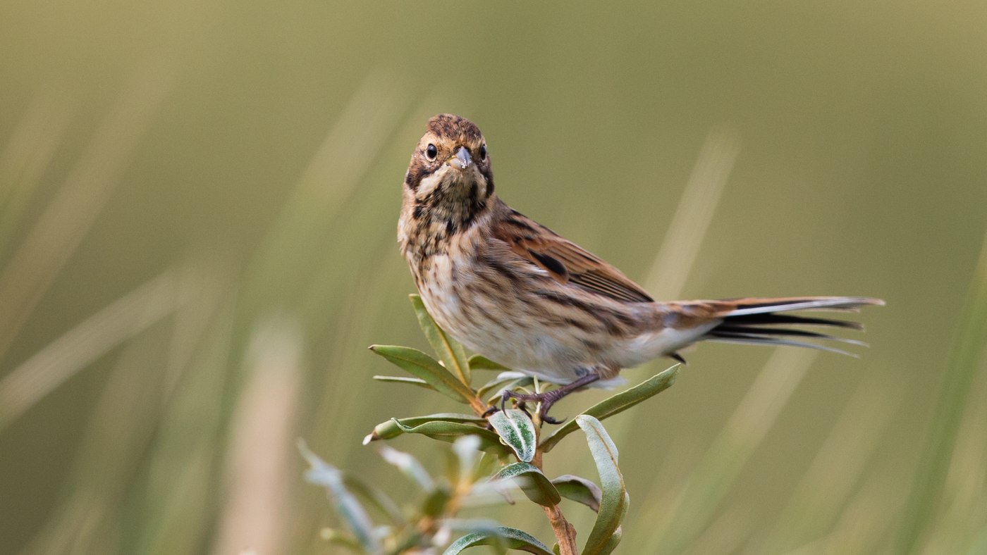 Common Reed Bunting (Emberiza schoeniclus) - Picture made at the island of Vlieland