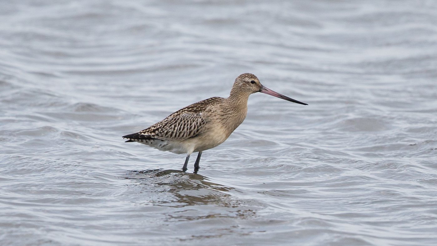 Bar-tailed Godwit (Limosa lapponica) - Picture made at the island of Vlieland