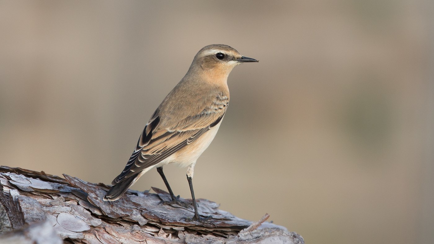 Northern Wheatear (Oenanthe oenanthe) - Picture made at the island of Vlieland