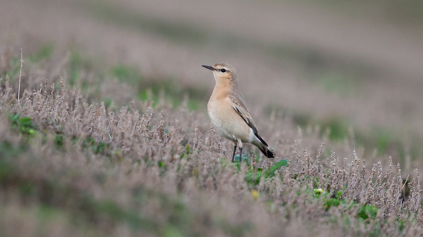 Isabelline Wheatear (Oenanthe isabellina) - Picture made at the Maasvlakte the next day