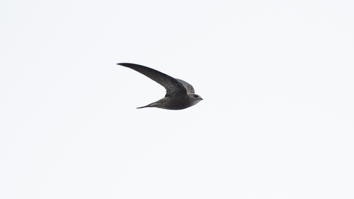 Pallid Swift (Apus pallidus) - Picture made at Neeltje Jans