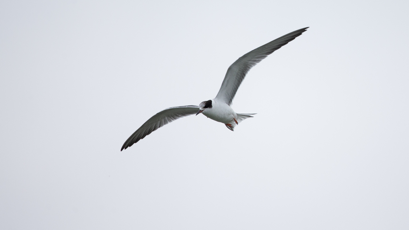 Wiskered Tern (Chlidonias hybrida) - Picture made at the harbour of Stellendam