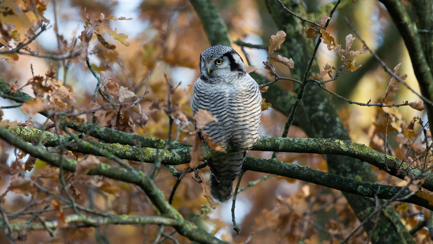 Northern Hawk-Owl (Surnia ulula) - photo made in Zwolle