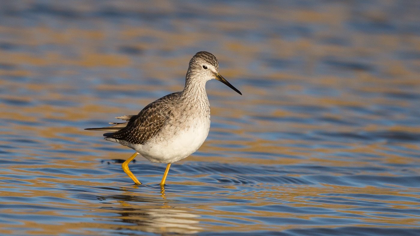 Lesser Yellowlegs (Tringa flavipes) - Picture made near Den Oever