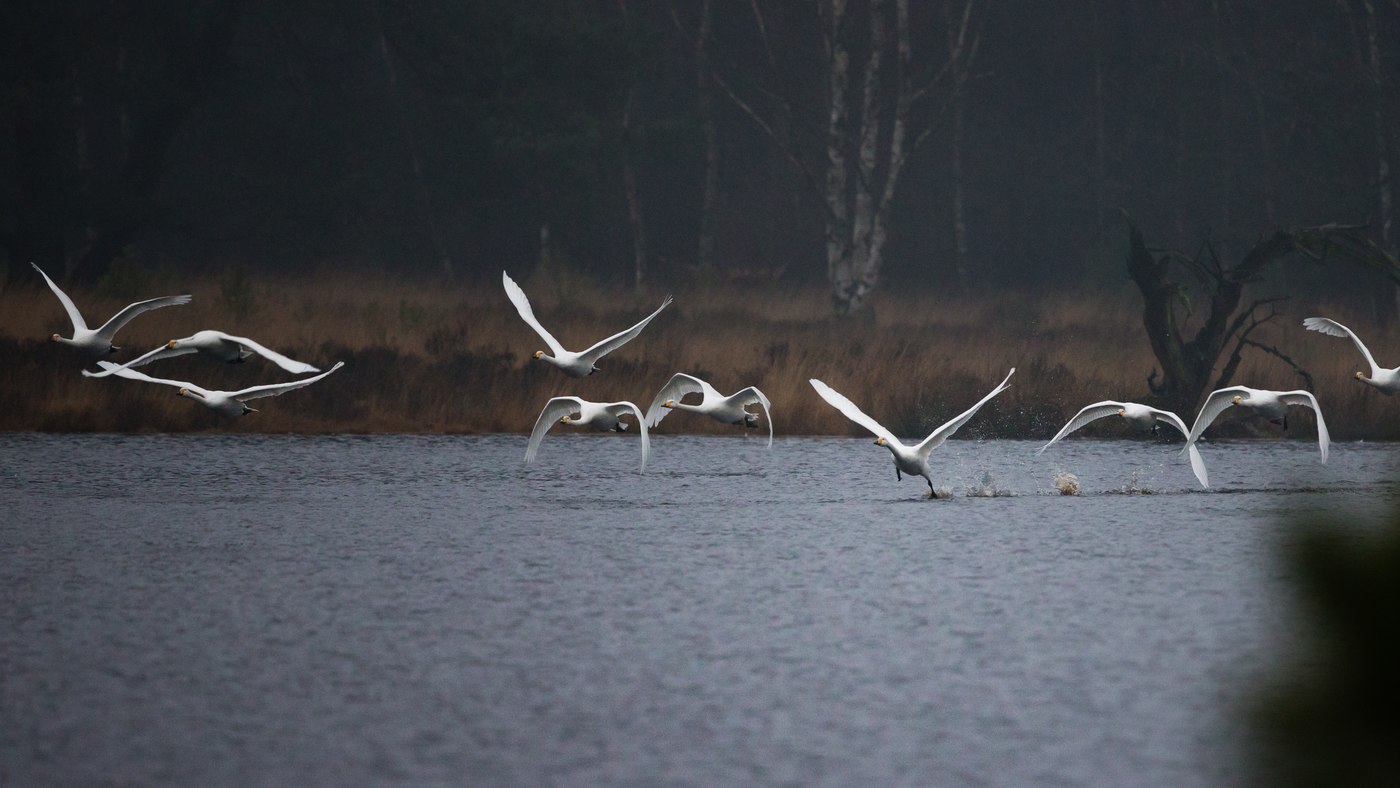 Whooper Swan (Cygnus cygnus) - Picture made in the Drents-Friese Forest
