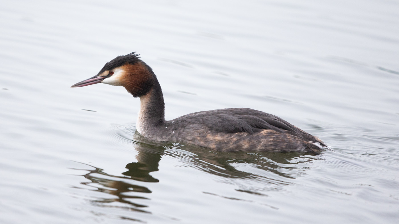 Great Crested Grebe (Podiceps cristatus) - Picture made in Andijk