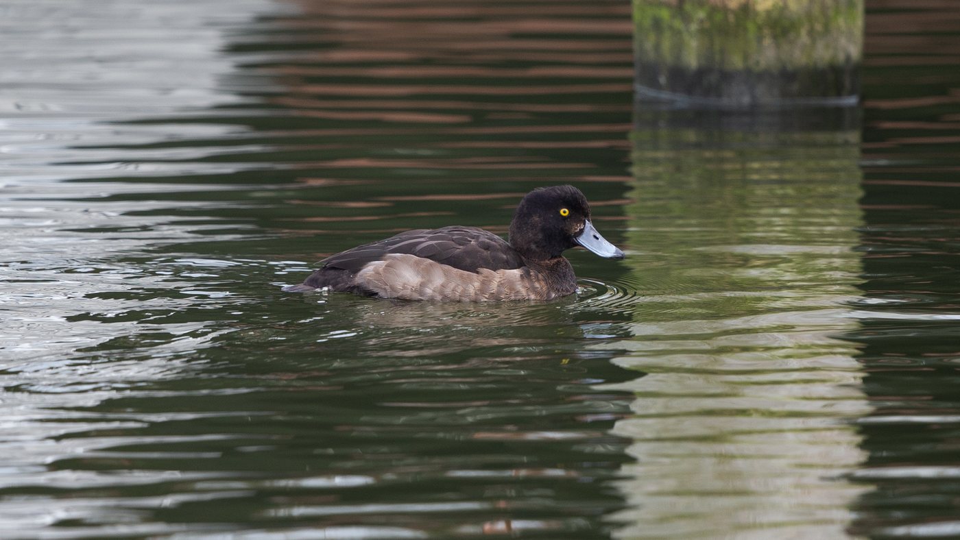 Tufted Duck (Aythya fuligula) - Picture made in Andijk