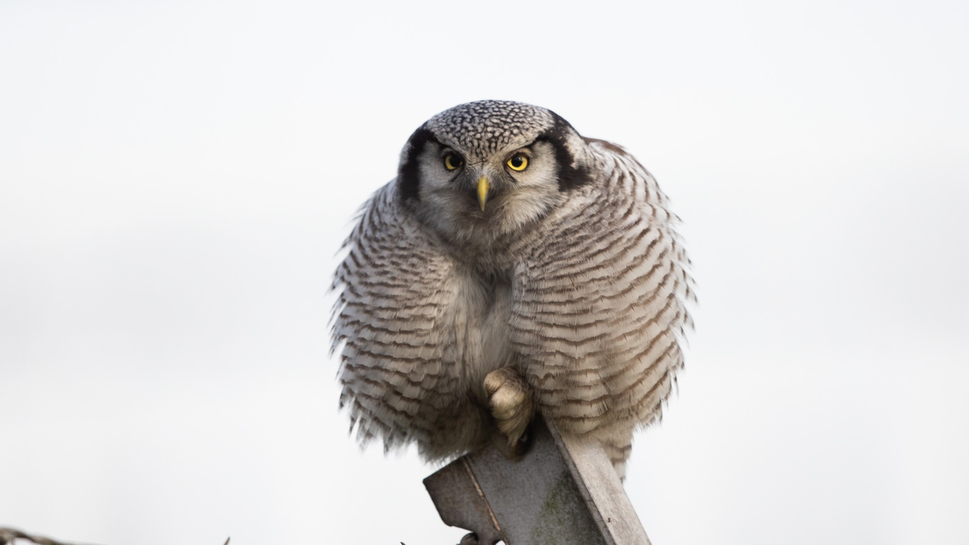 Northern Hawk-Owl (Surnia ulula) - Picture made in Zwolle