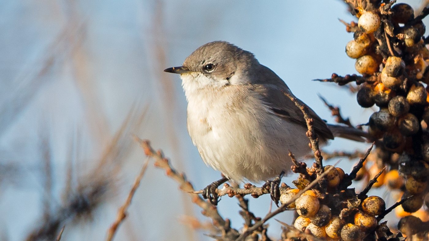 Hume's Whitethroat (Sylvia althaea) - Photo made at the Eemshaven