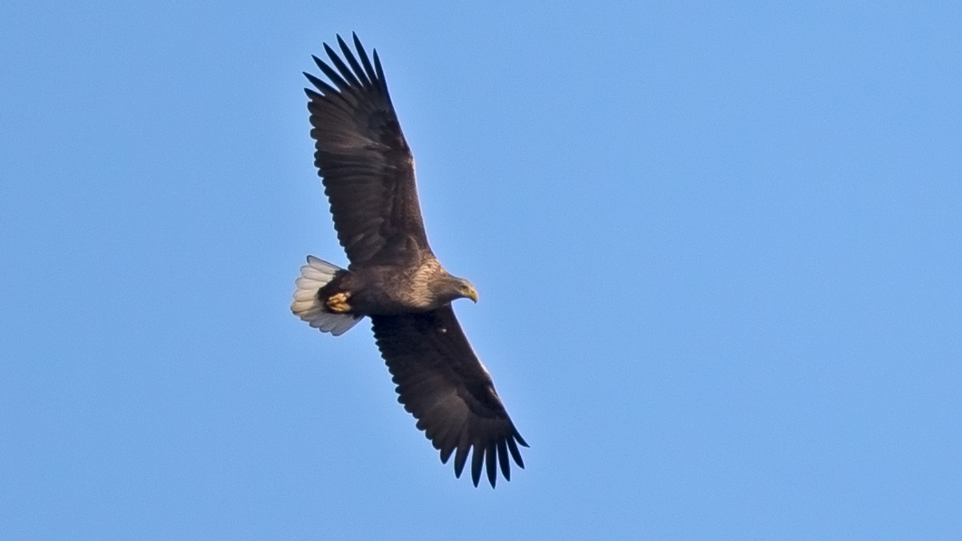 White-tailed Eagle (Haliaeetus albicilla) - Photo made near Dronten
