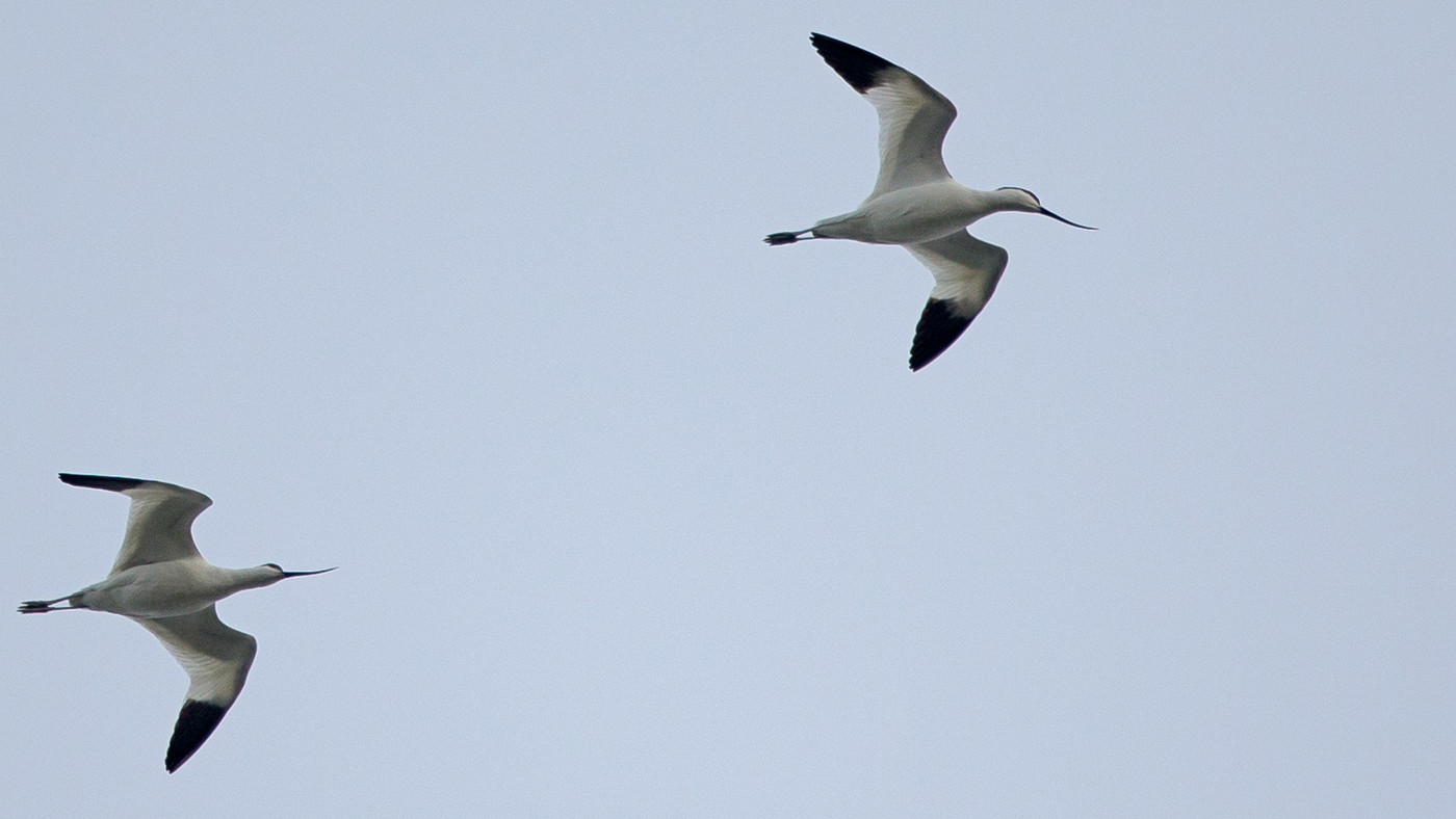 Kluut (Recurvirostra avosetta) - Foto gemaakt op de Kamperhoek