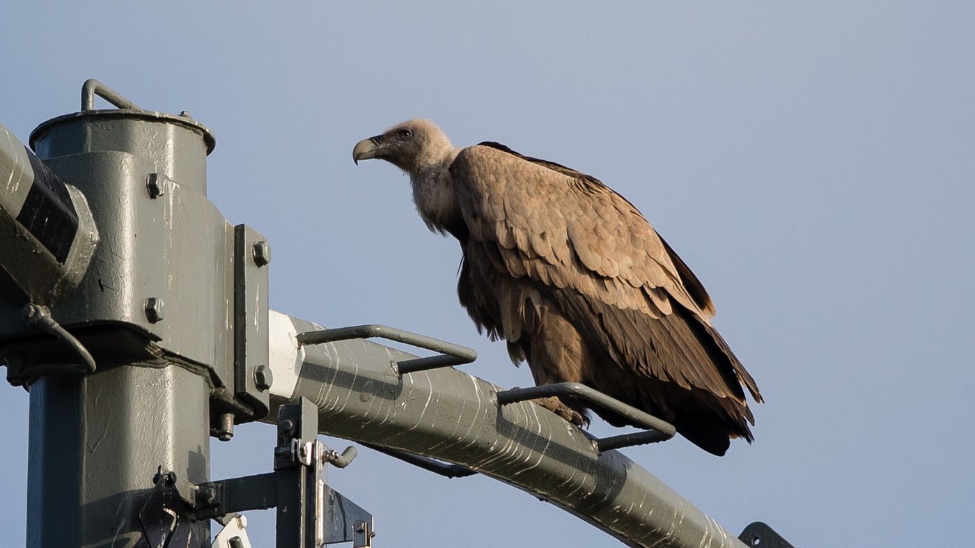Griffon Vulture (Gyps fulvus) - Photo made near Rossum