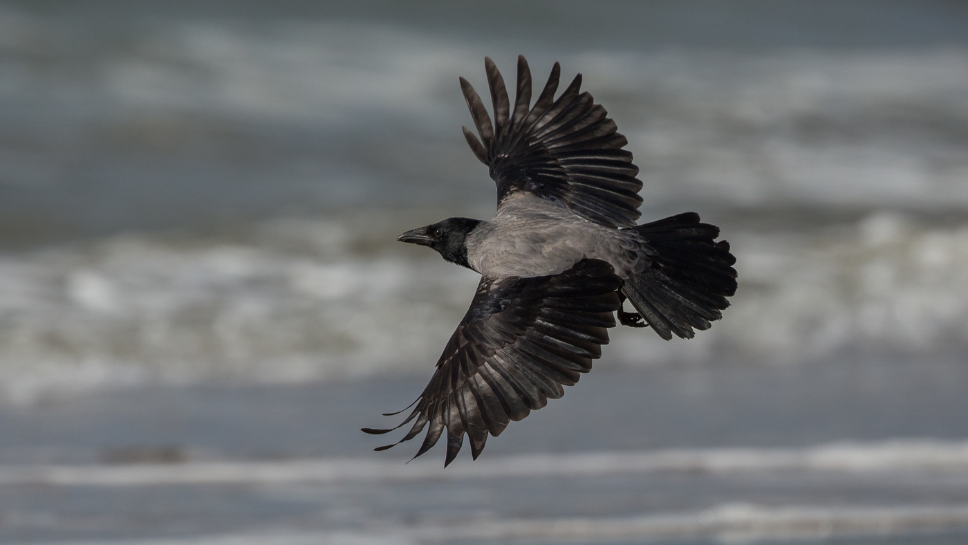 Hooded Crow (Corvus cornix) - Photo made near IJmuiden