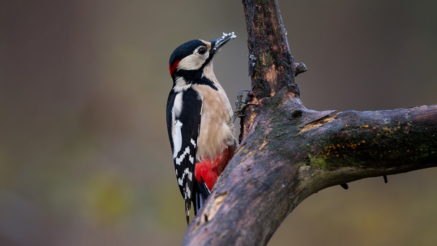 Great Spotted Woodpecker (Dendrocopos major) - Photo made in bird hide De Boshut near Oss