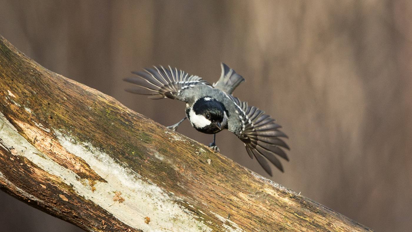 Coal Tit (Periparus ater) - Photo made in bird hide De Boshut near Oss