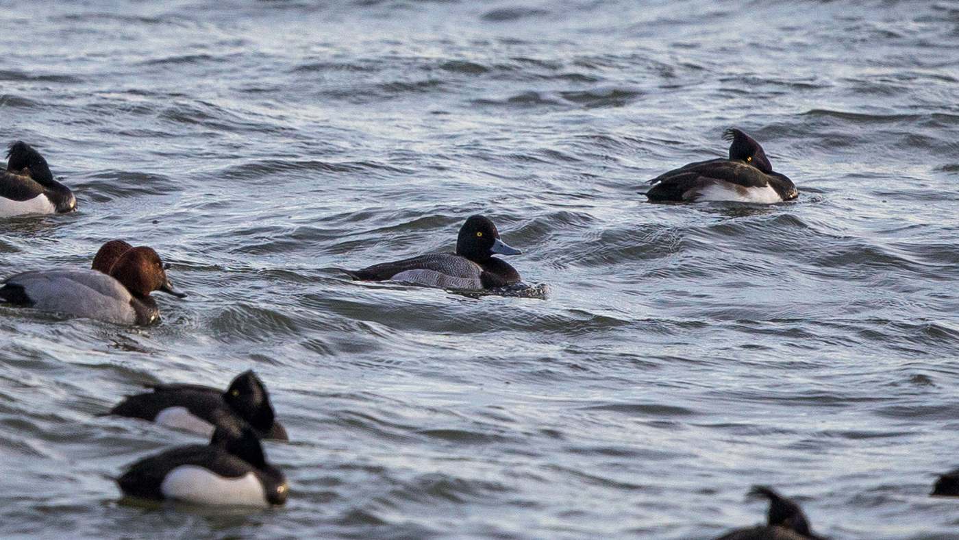 Lesser Scaup (Aythya affinis) - Photo made at the Veluwemeer