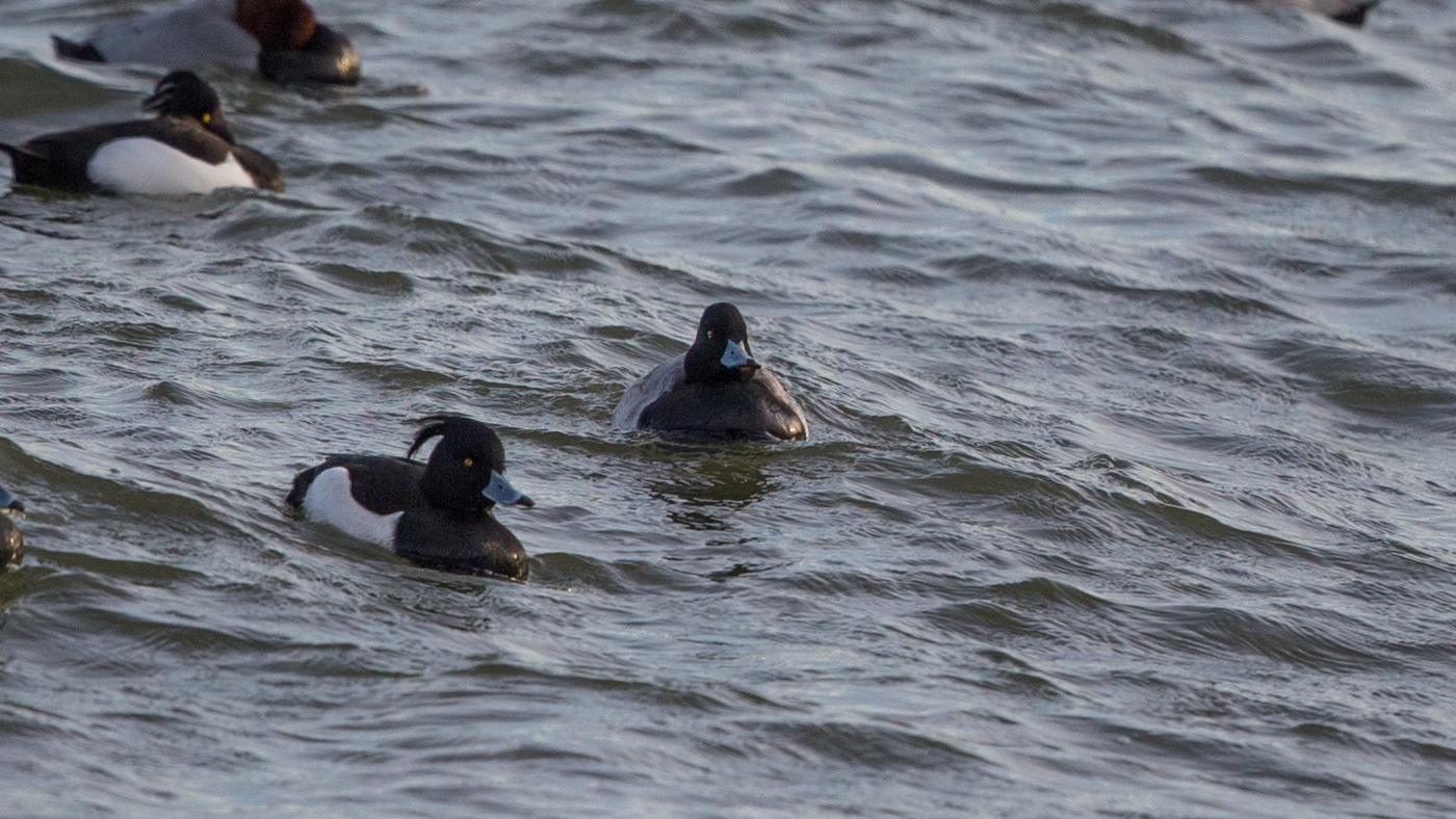 Lesser Scaup (Aythya affinis) - Photo made at the Veluwemeer