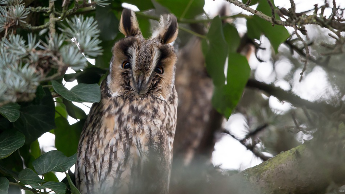 Long-eared Owl (Asio otus) - Photo made in Swifterband