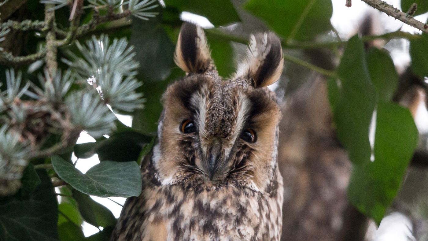 Long-eared Owl (Asio otus) - Photo made in Swifterband