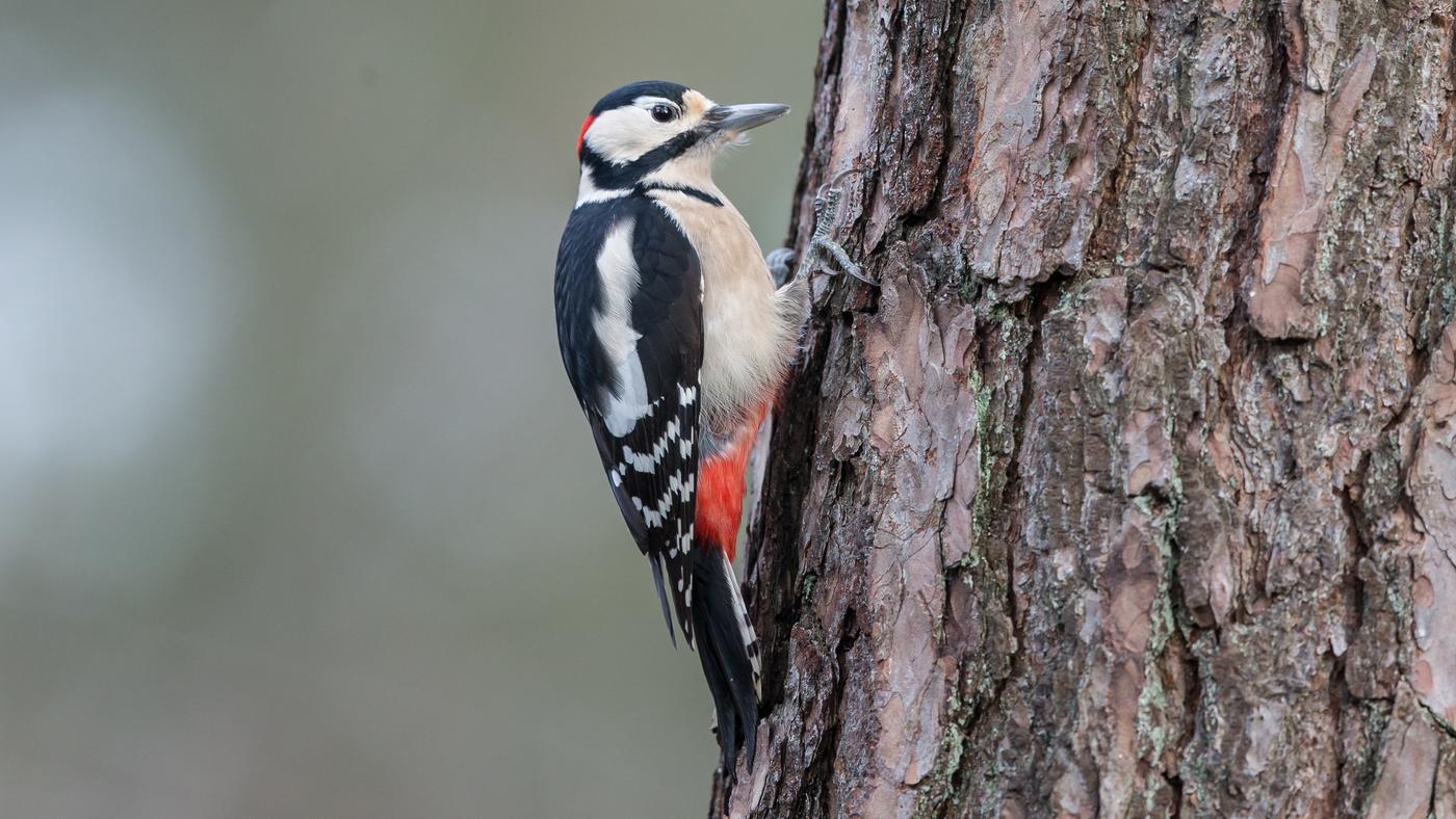 Great Spotted Woodpecker (Dendrocopos major) - Photo made near Oss