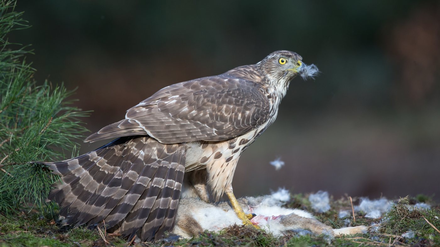 Northern Goshawk (Accipiter gentilis) - Photo made in the area of Oss