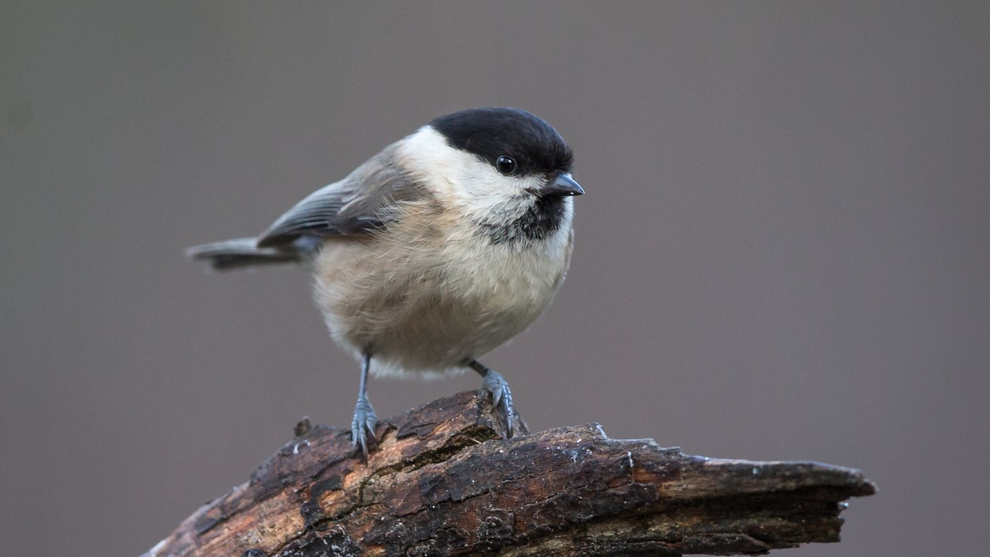Willow Tit (Poecile montanus) - Photo made near Oss