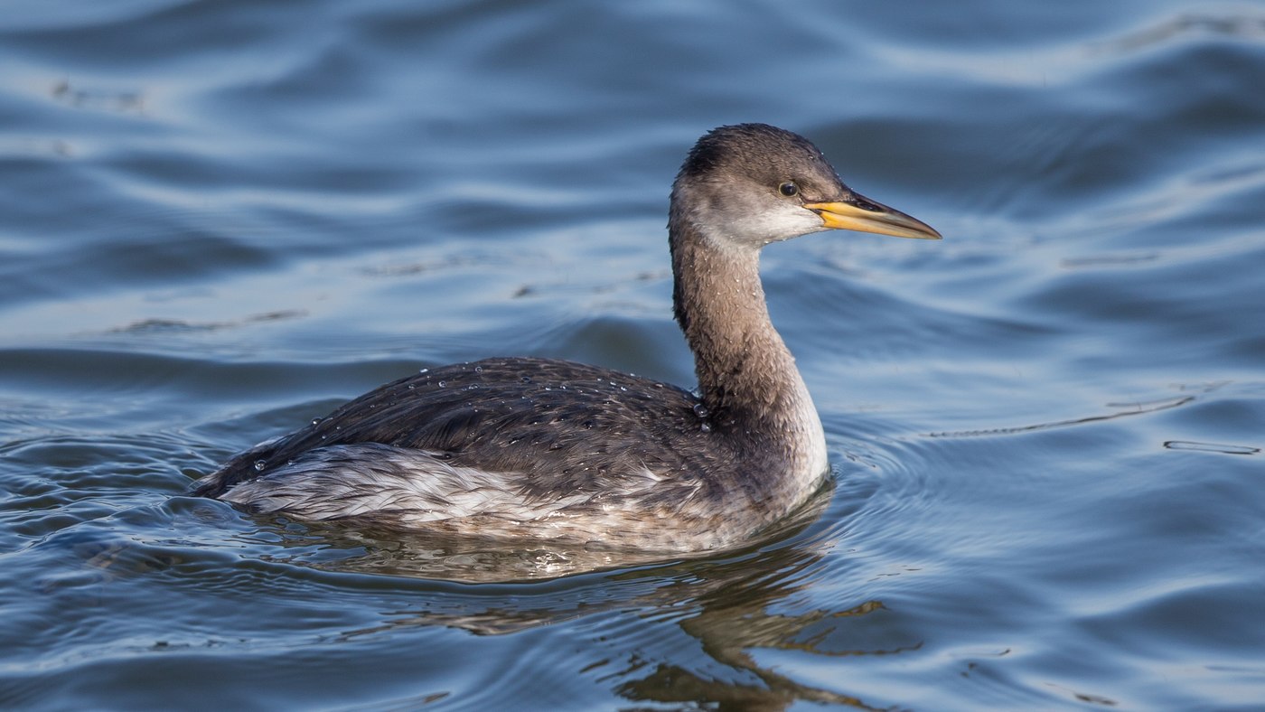 Red-necked Grebe (Podiceps grisegena) - Photo made in the harbour of Lauwersoog