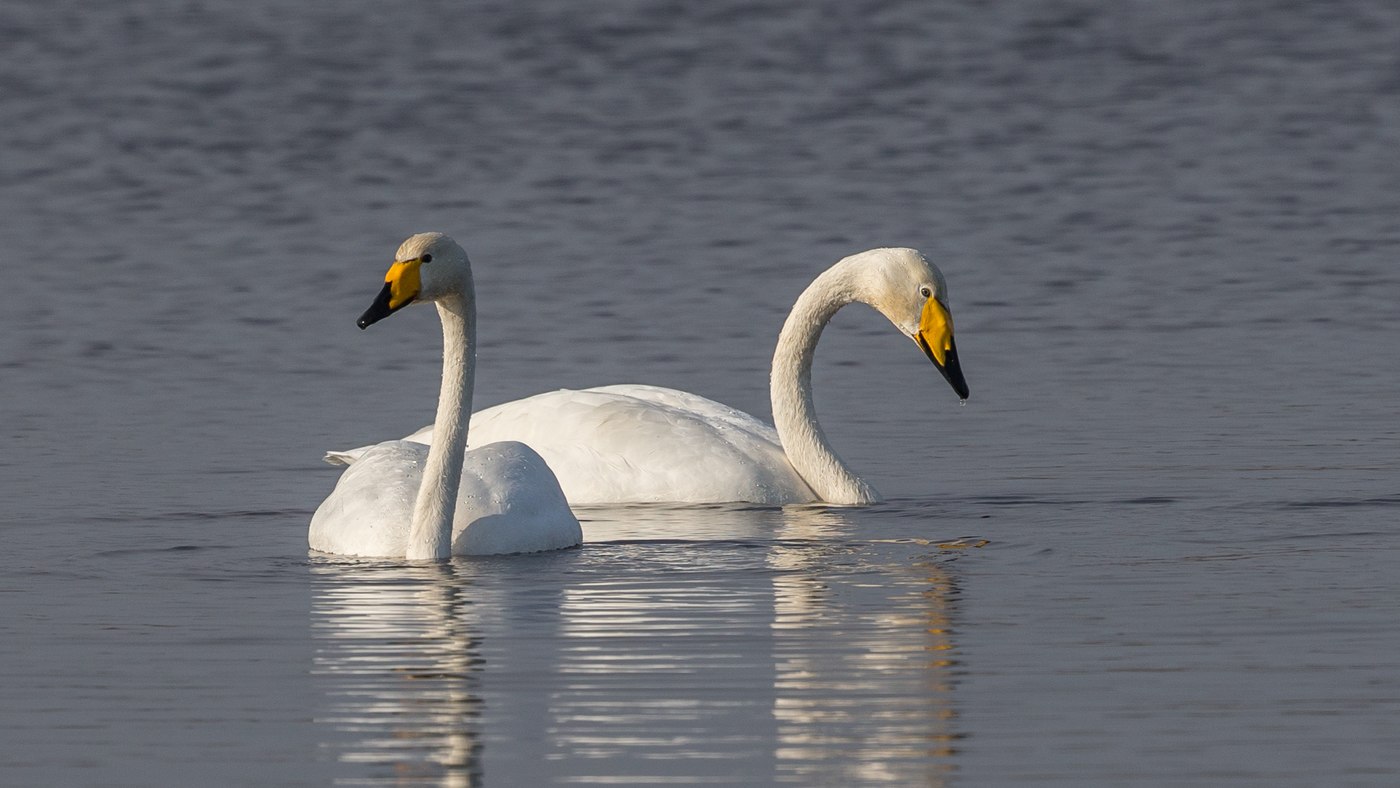 Whooper Swan (Cygnus cygnus) - Photo made in the Lauwersmeer