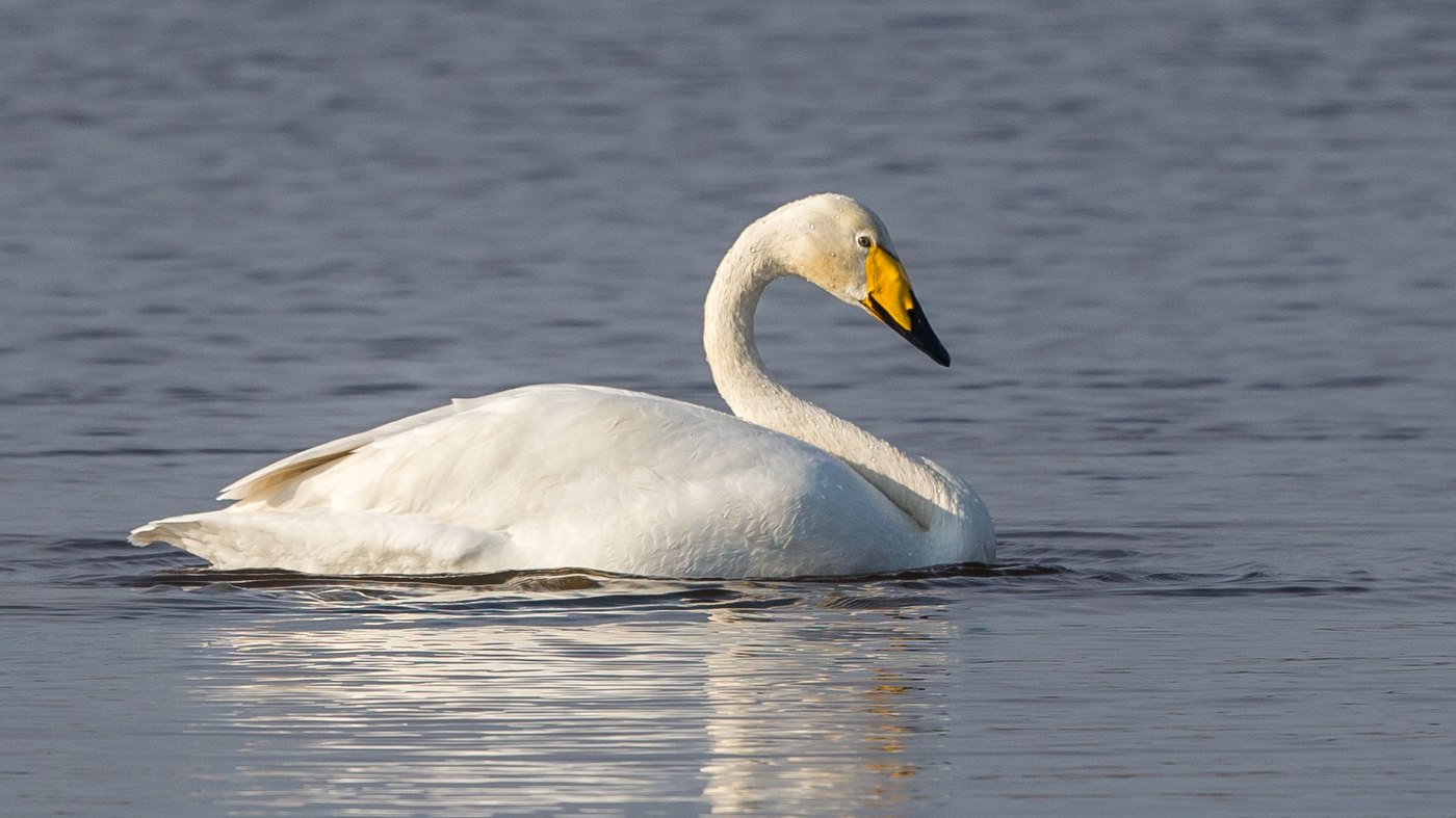 Whooper Swan (Cygnus cygnus) - Photo made in the Lauwersmeer
