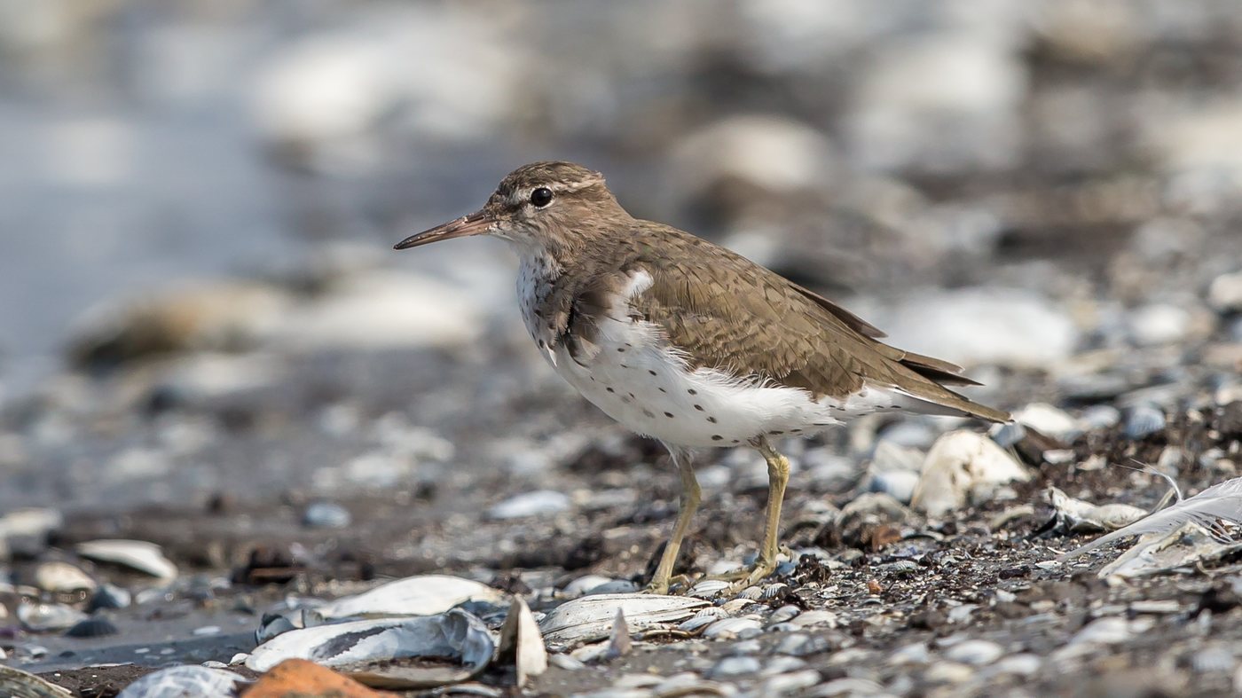 Spotted Sandpiper (Actitis macularius) - Photo made in the area of Wevershoof