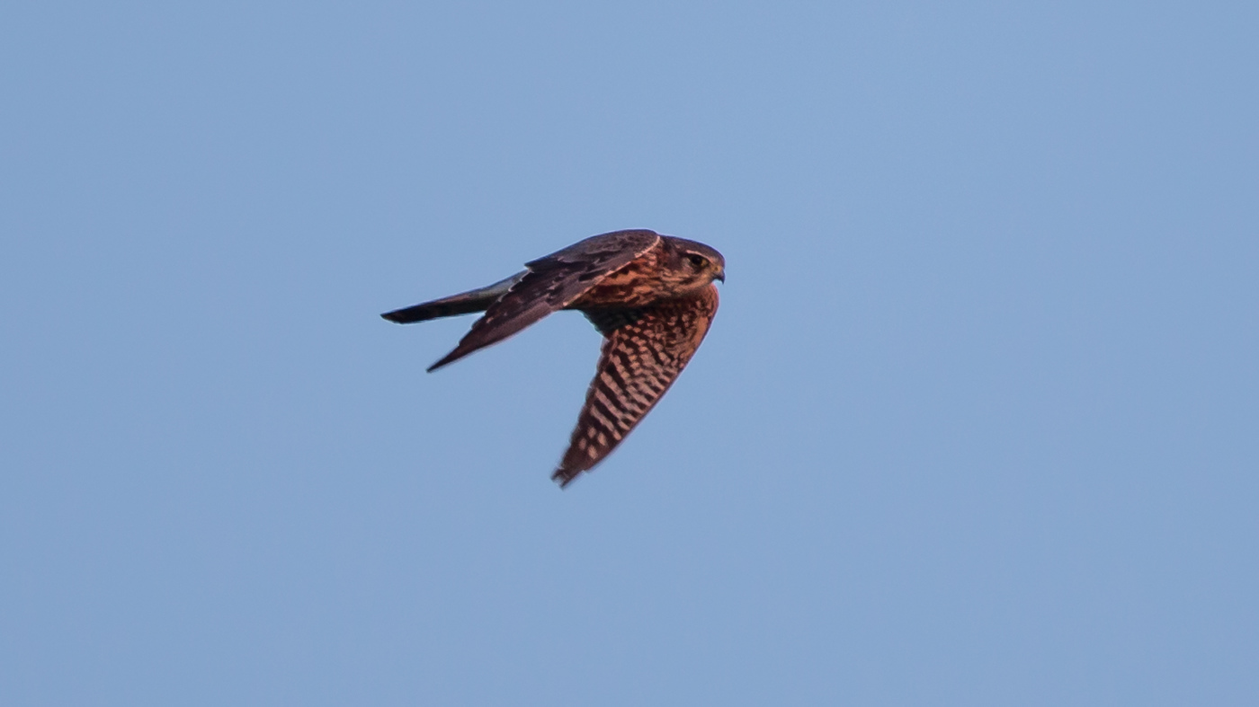 Merlin (Falco columbarius) - Photo made at the migration site Kamperhoek