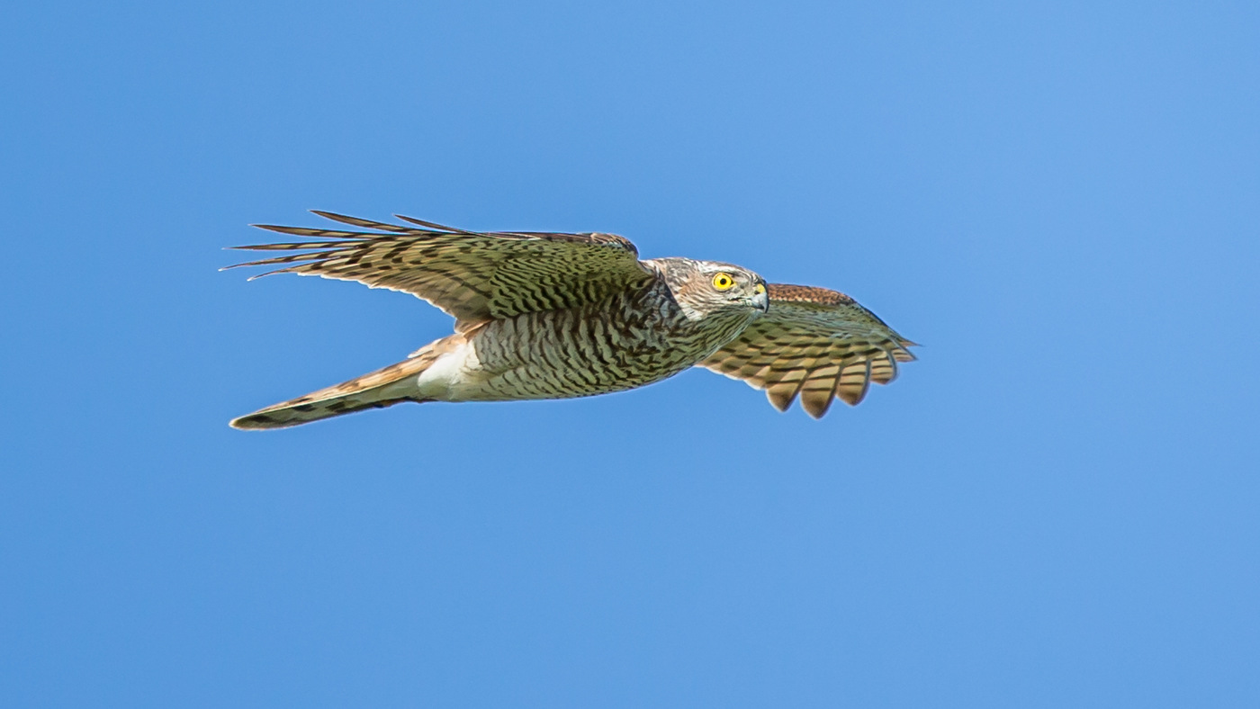 Eurasian Sparrowhawk (Accipiter nisus) - Photo made at the migration site Kamperhoek