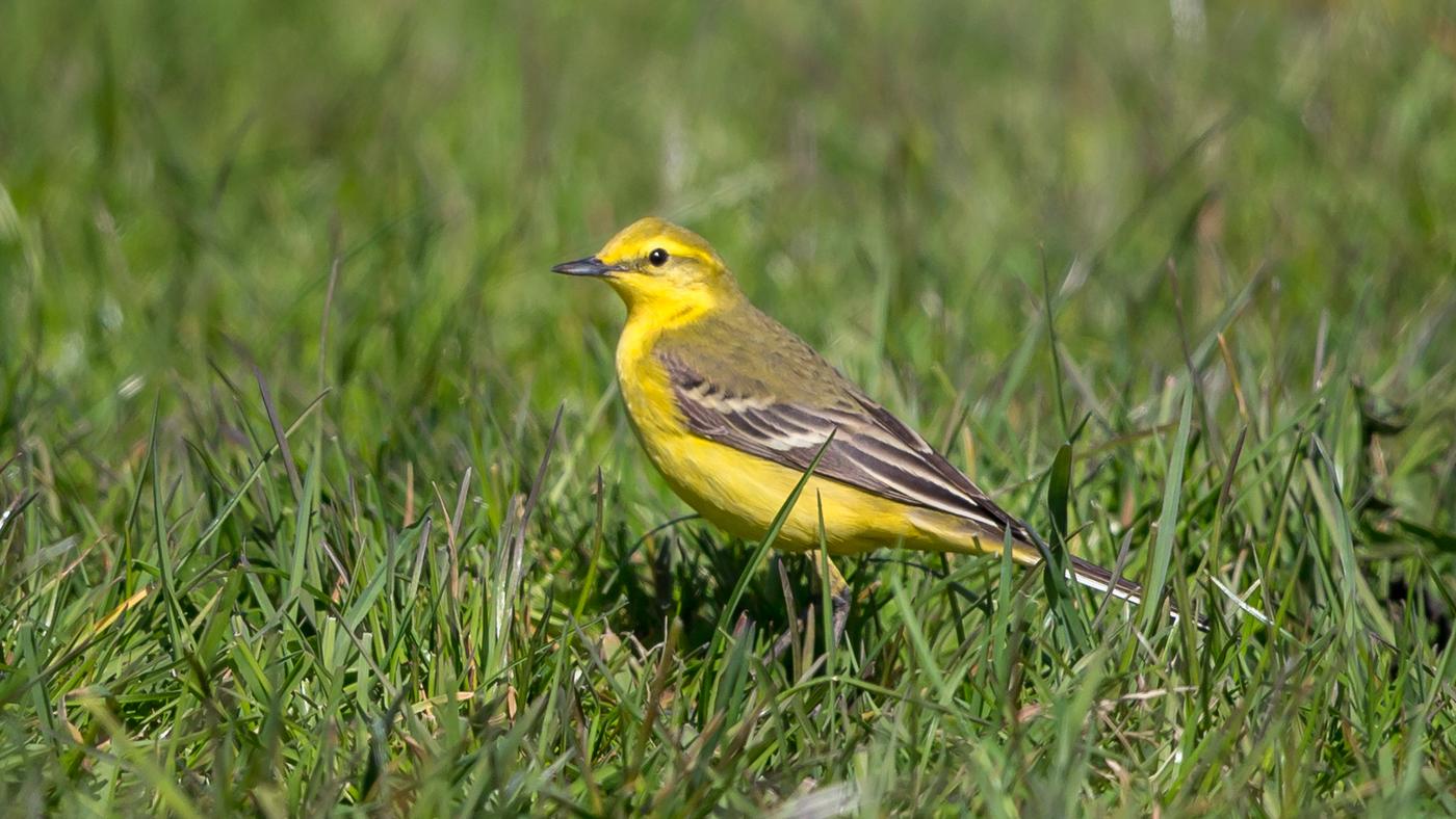 British Yellow Wagtail (Motacilla flavissima) - Photo made in the area of Westkapelle
