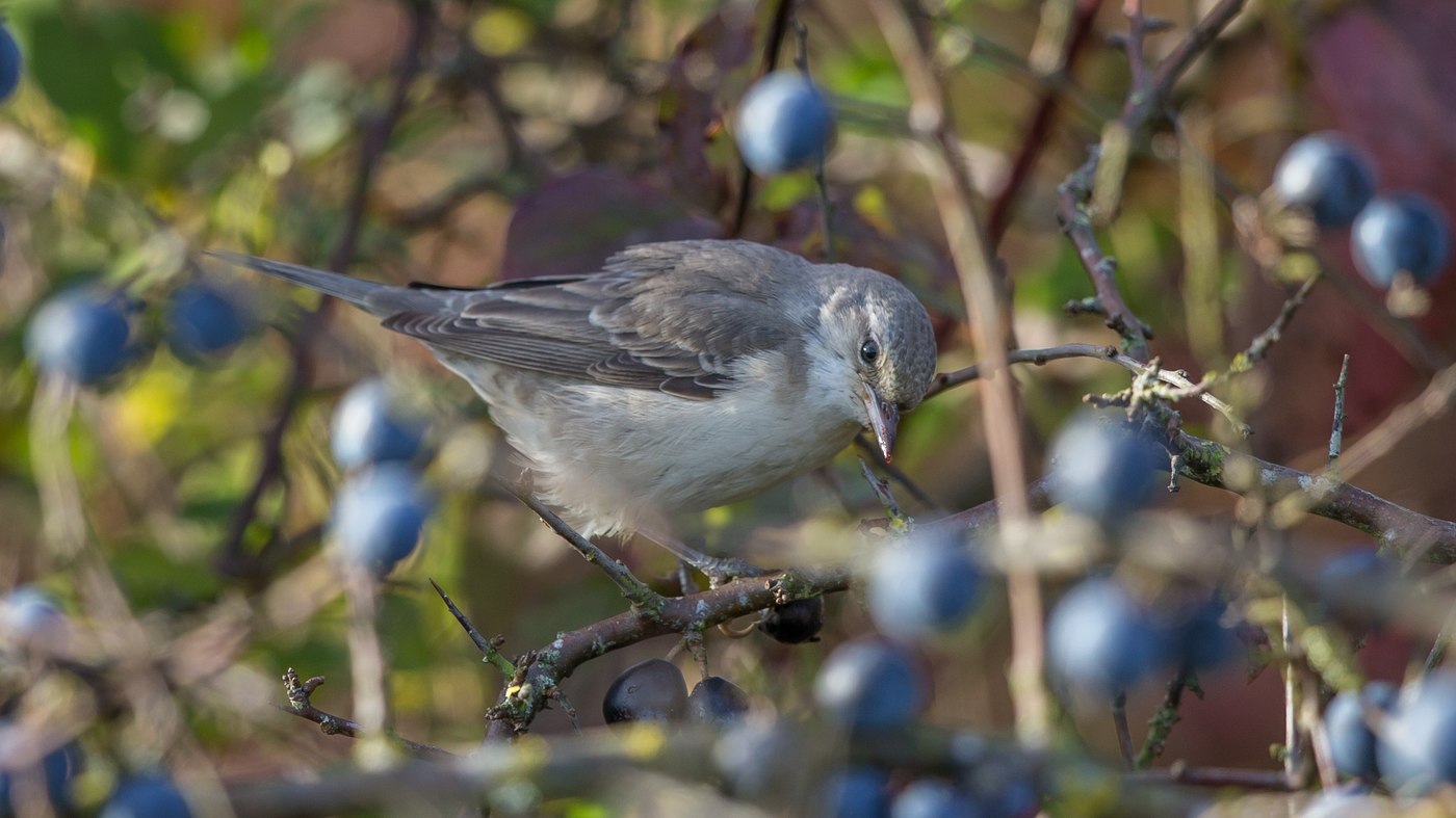Barred Warbler (Sylvia nisoria) - Photo made in the area of Rhoon