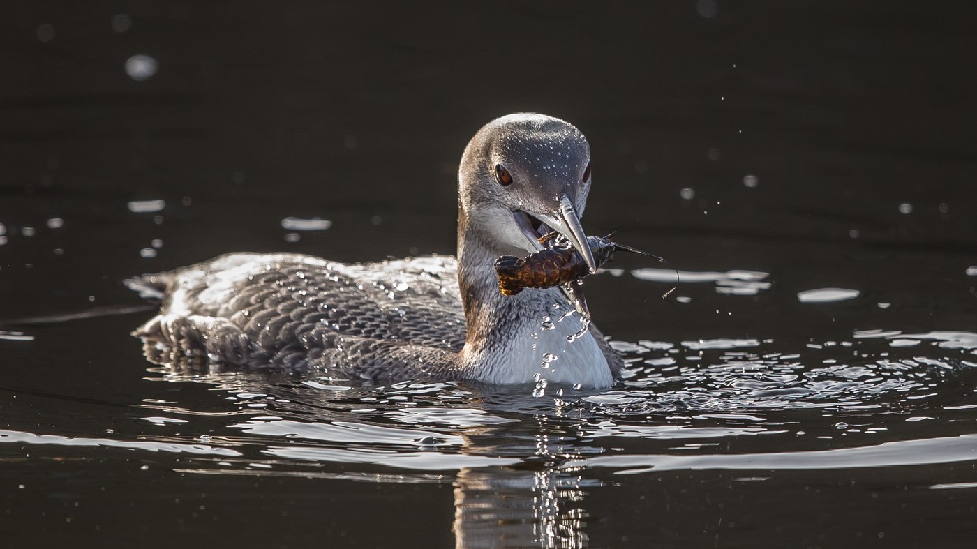 Common Loon (Gavia immer) - Photo made in Den Haag