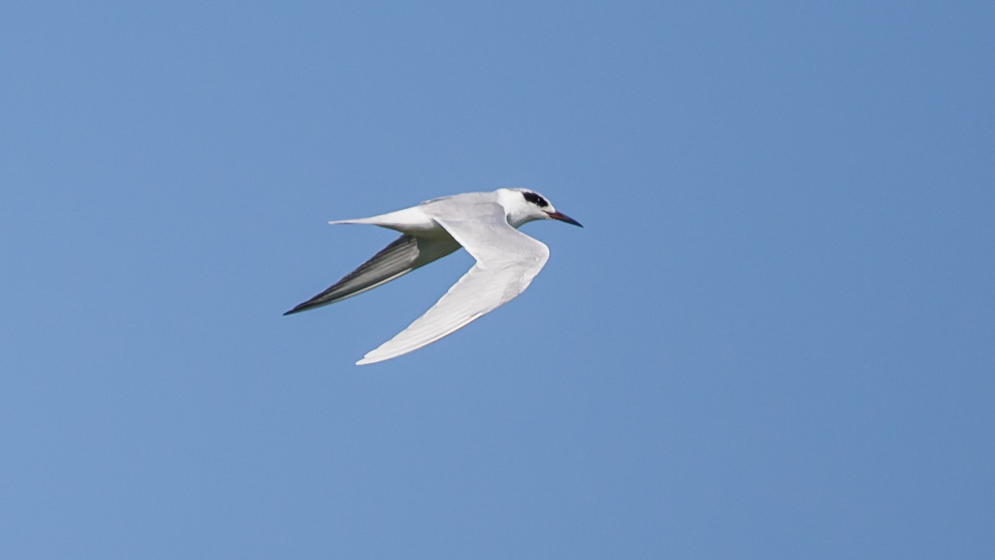 Forster's Tern (Sterna forsteri) - Photo made at Texel