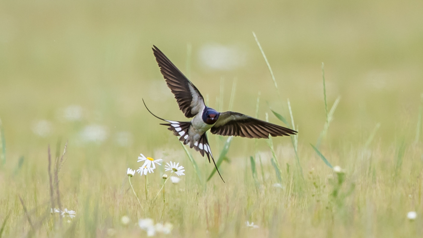 Barn Swallow (Hirundo rustica) - Photo made at the migration site Brobbelbies Noord